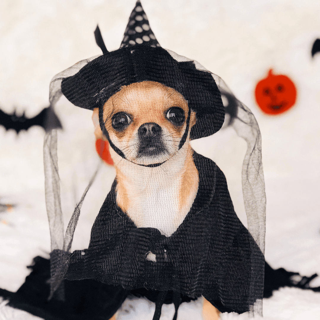 Dog Costume Contest at The Dog Spot image